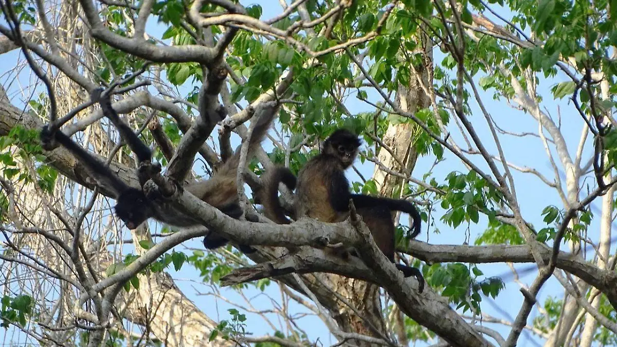 Monos araña